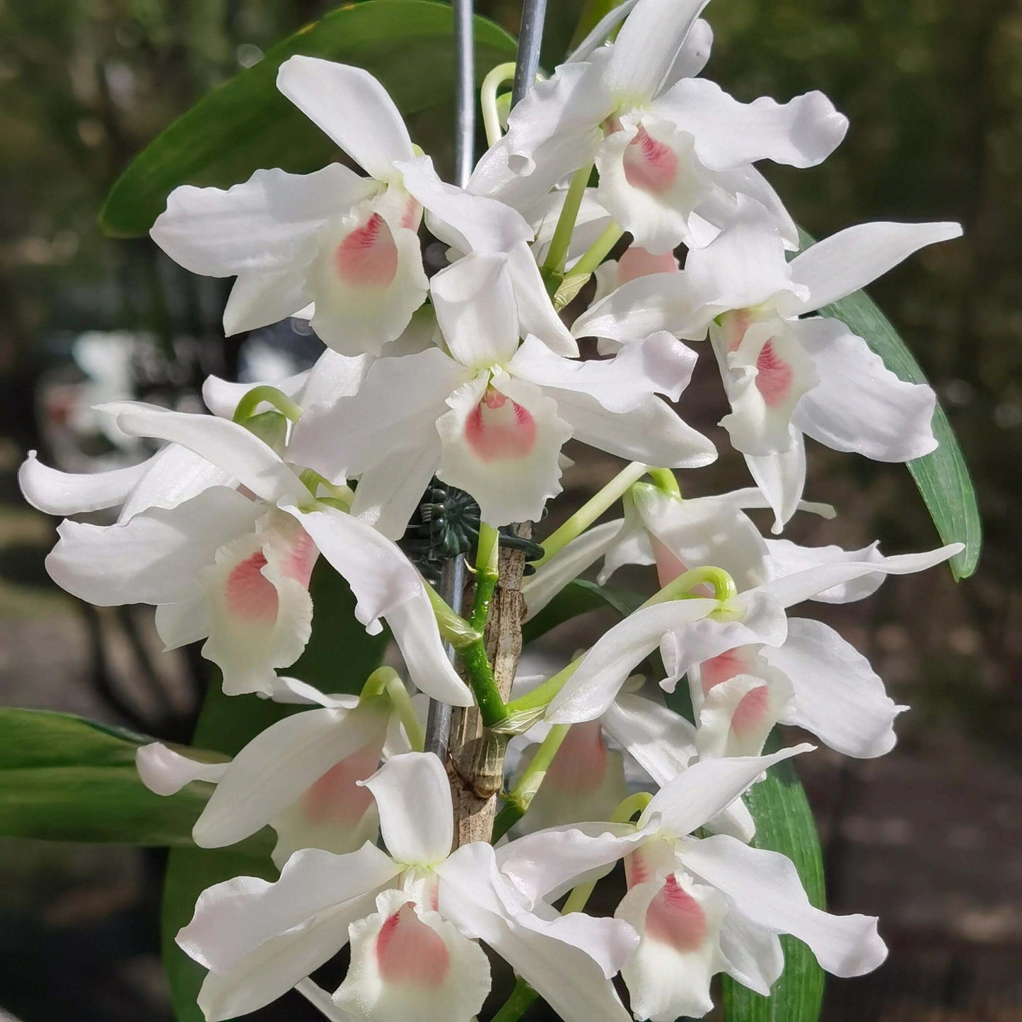 Dendrobium nobile fma. carnea 'F. Arima' is a stunning orchid species native to the Himalayas, southern China, and Southeast Asia.