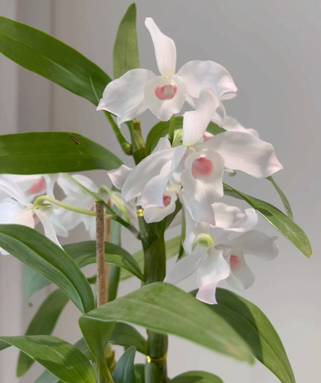 Dendrobium nobile fma. carnea 'F. Arima' is a stunning orchid species native to the Himalayas, southern China, and Southeast Asia.