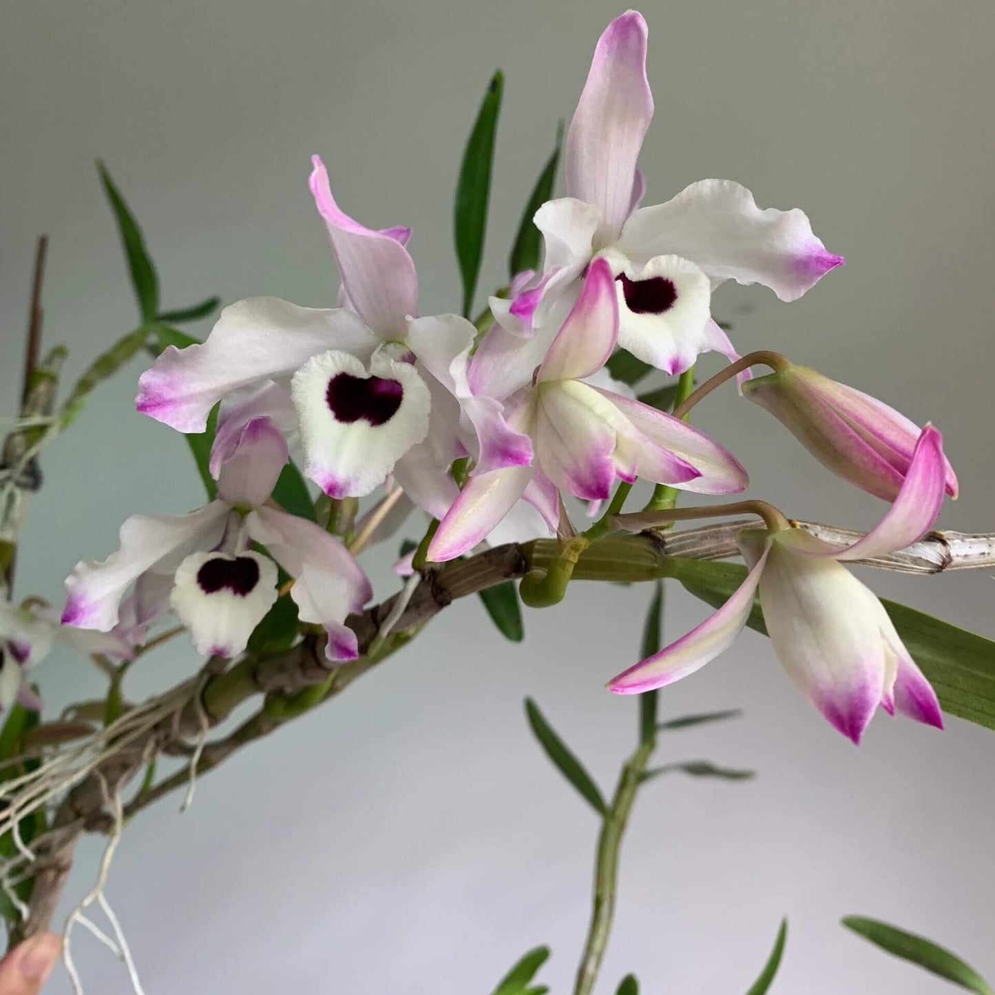 Dendrobium nobile is a stunning orchid species native to the Himalayas, southern China, and Southeast Asia. Renowned for its graceful, arching canes and fragrant, waxy blooms, it has become a popular choice among orchid enthusiasts and is even the state flower of Sikkim, India.