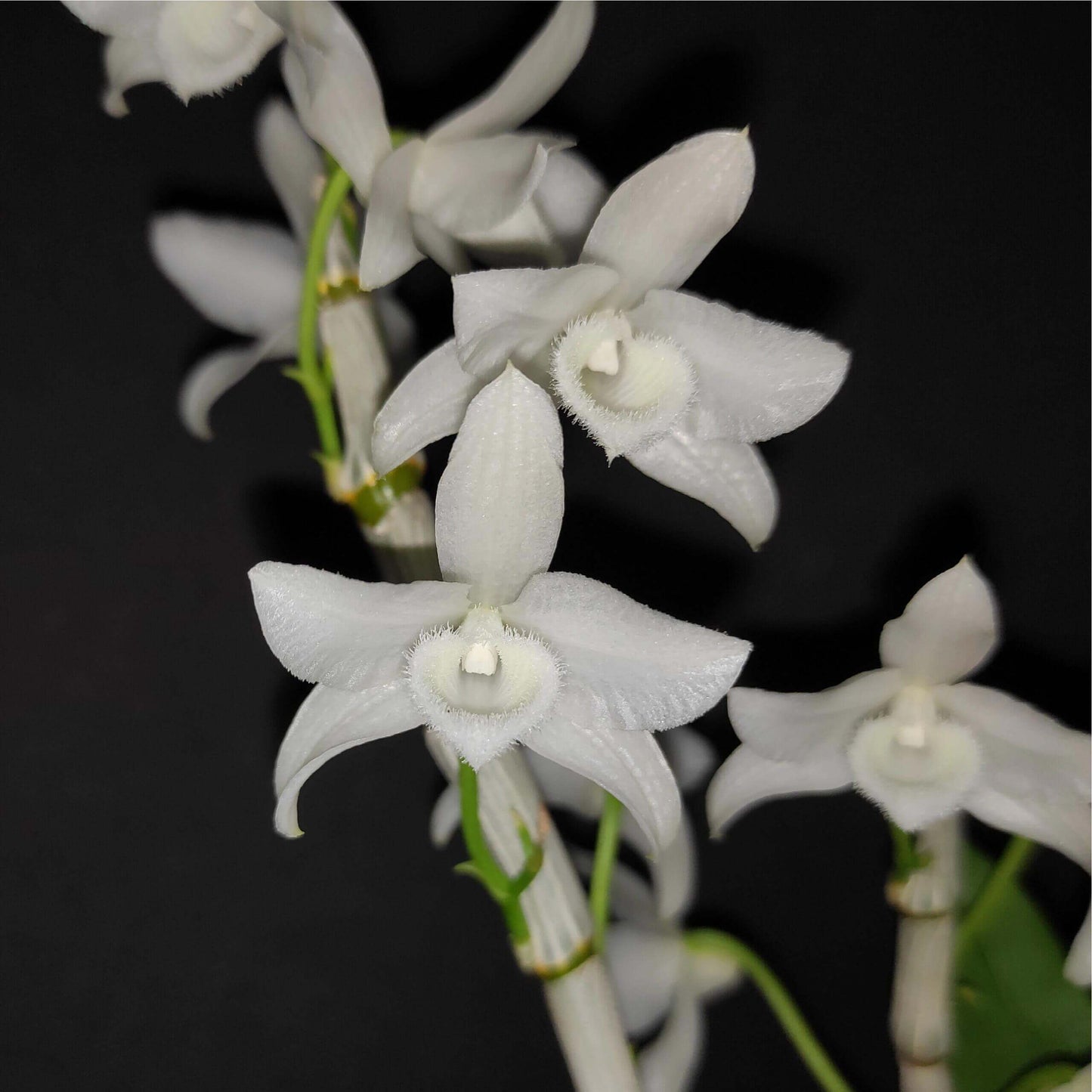 Dendrobium parishii fma. alba is a rare and sought-after variety of the species Dendrobium parishii, known for its striking white flowers and delightful fragrance. This variety is native to Southeast Asia, including regions like Thailand, Myanmar, Laos, Vietnam, and parts of southern China.