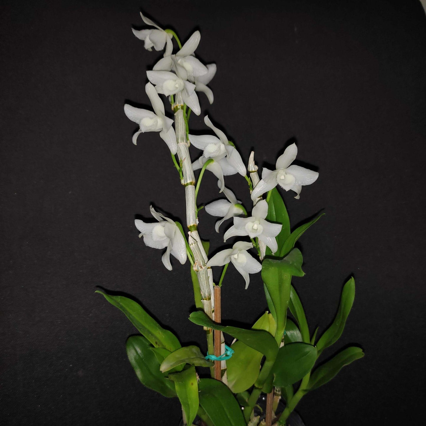 Dendrobium parishii fma. alba is a rare and sought-after variety of the species Dendrobium parishii, known for its striking white flowers and delightful fragrance. This variety is native to Southeast Asia, including regions like Thailand, Myanmar, Laos, Vietnam, and parts of southern China.
