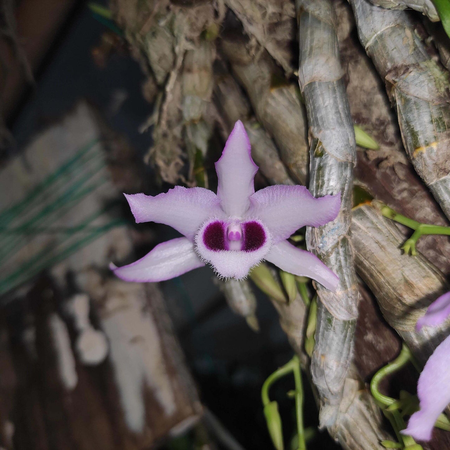 Dendrobium parishii fma. coerulea is a rare and sought-after variety of the species Dendrobium parishii, known for its striking blue-lipped flowers and delightful fragrance. This variety is native to Southeast Asia, including regions like Thailand, Myanmar, Laos, Vietnam, and parts of southern China.