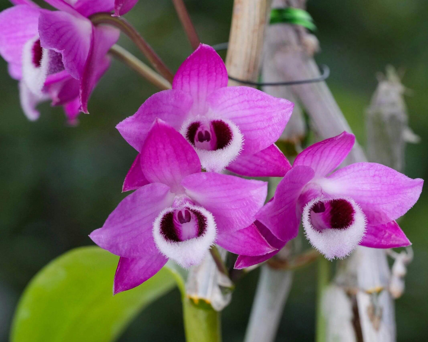 Dendrobium parishii fma. rubra is a captivating variety of the Dendrobium parishii species, renowned for its vibrant magenta to deep purple flowers and delightful fragrance. This variety is native to Southeast Asia, including regions like Thailand, Myanmar, Laos, Vietnam, and parts of southern China.