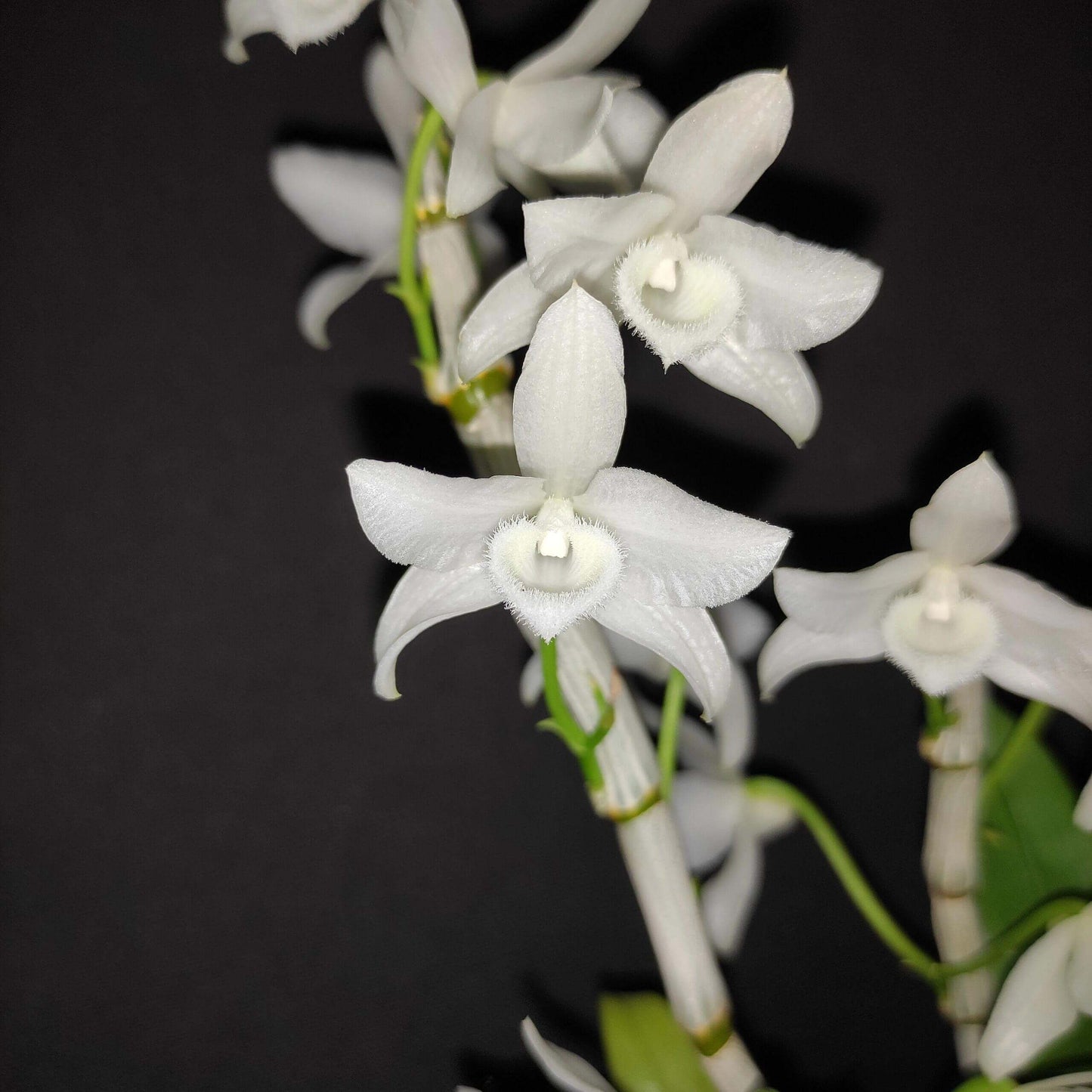 Dendrobium parishii fma. alba is a rare and sought-after variety of the species Dendrobium parishii, known for its striking white flowers and delightful fragrance. This variety is native to Southeast Asia, including regions like Thailand, Myanmar, Laos, Vietnam, and parts of southern China.