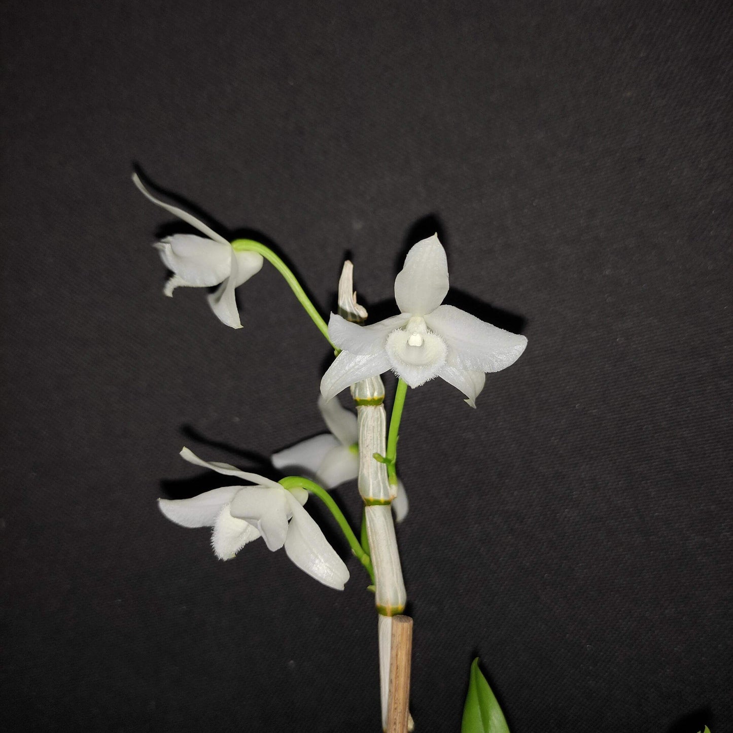 Dendrobium parishii fma. alba is a rare and sought-after variety of the species Dendrobium parishii, known for its striking white flowers and delightful fragrance. This variety is native to Southeast Asia, including regions like Thailand, Myanmar, Laos, Vietnam, and parts of southern China.