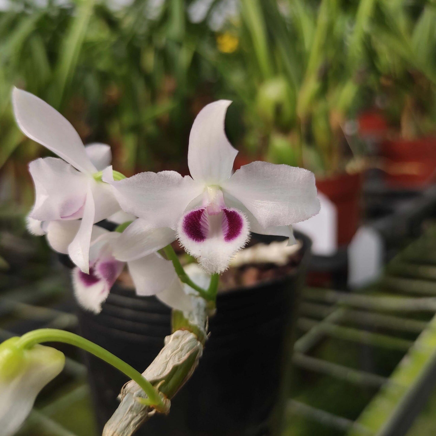 Dendrobium parishii fma. coerulea is a rare and sought-after variety of the species Dendrobium parishii, known for its striking blue-lipped flowers and delightful fragrance. This variety is native to Southeast Asia, including regions like Thailand, Myanmar, Laos, Vietnam, and parts of southern China.