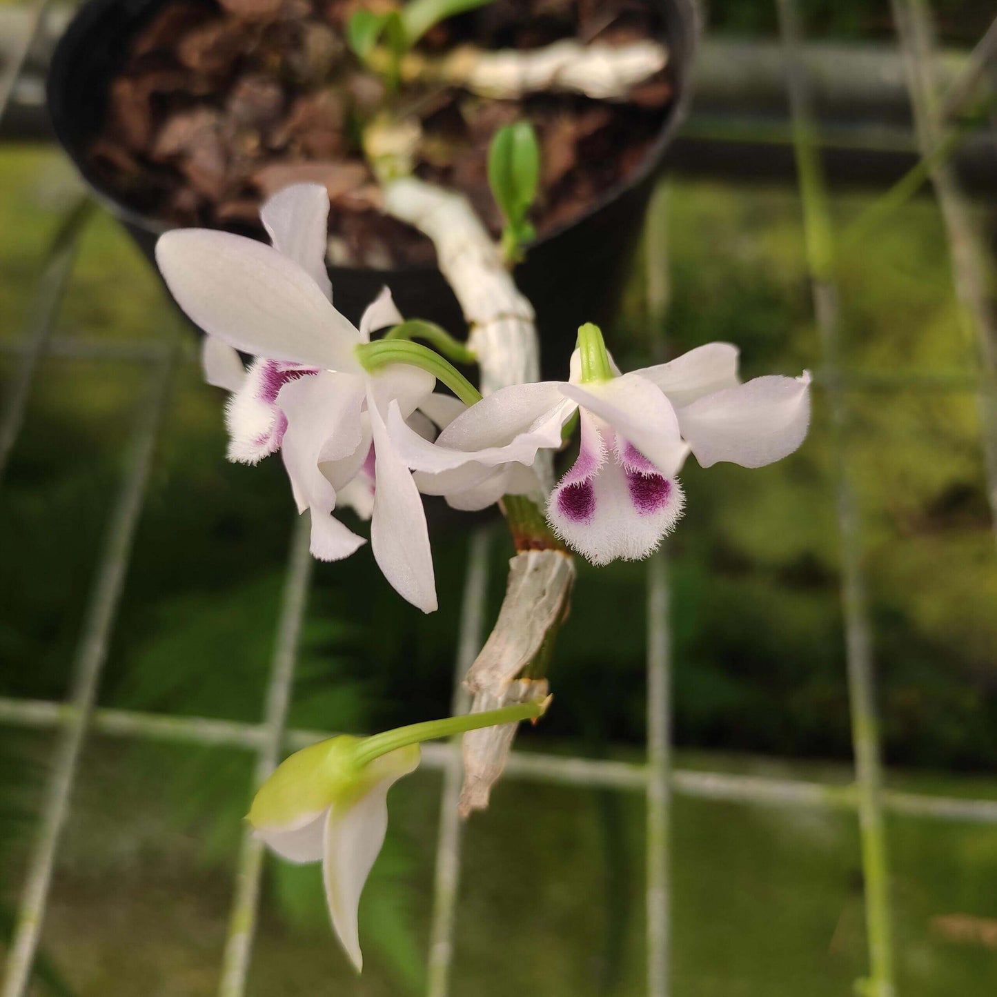 Dendrobium parishii fma. coerulea is a rare and sought-after variety of the species Dendrobium parishii, known for its striking blue-lipped flowers and delightful fragrance. This variety is native to Southeast Asia, including regions like Thailand, Myanmar, Laos, Vietnam, and parts of southern China.