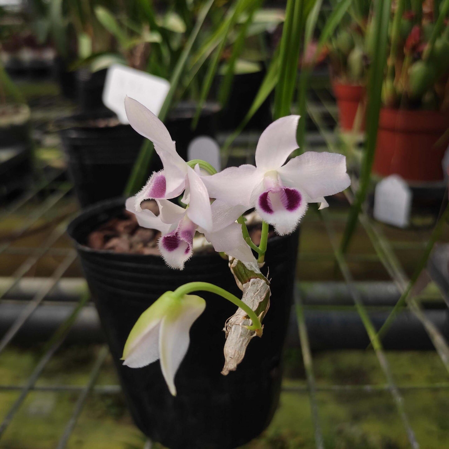 Dendrobium parishii fma. coerulea is a rare and sought-after variety of the species Dendrobium parishii, known for its striking blue-lipped flowers and delightful fragrance. This variety is native to Southeast Asia, including regions like Thailand, Myanmar, Laos, Vietnam, and parts of southern China.