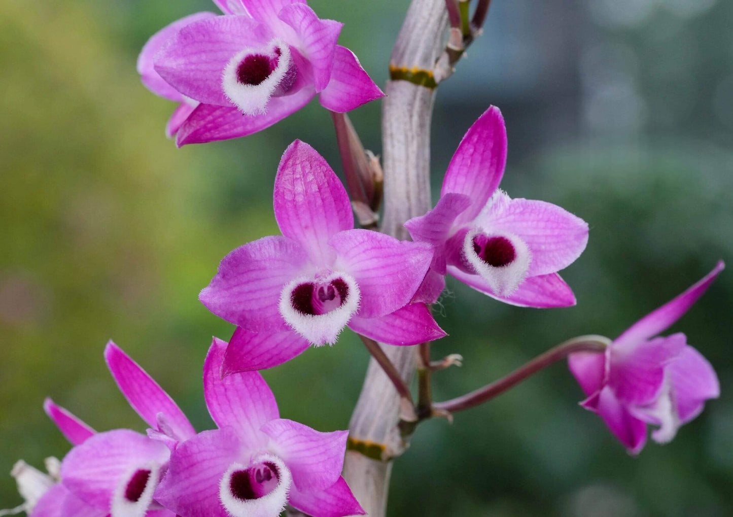 Dendrobium parishii fma. rubra is a captivating variety of the Dendrobium parishii species, renowned for its vibrant magenta to deep purple flowers and delightful fragrance. This variety is native to Southeast Asia, including regions like Thailand, Myanmar, Laos, Vietnam, and parts of southern China.