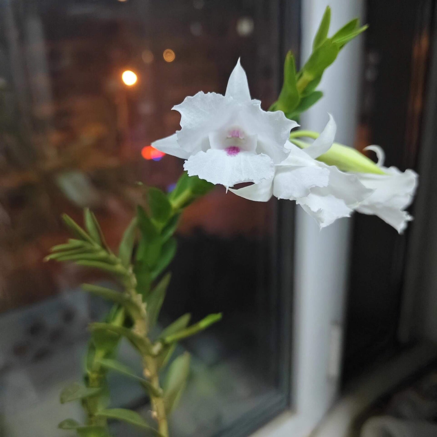 Dendrobium parthenium is a captivating orchid species native to the hill and lowland forests of Sabah, Borneo, particularly around Mount Kinabalu. This species thrives at elevations between 600 and 1,100 meters above sea level, where it grows as an epiphyte along streams.