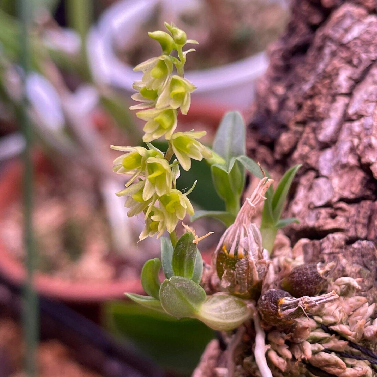 Dendrobium perpaulum is a miniature epiphytic orchid species native to Thailand. It was formally described by Seidenfaden in 1995 and is part of the Dendrobium genus, which encompasses over 1,800 species found across Asia, Australia, and the Pacific Islands.