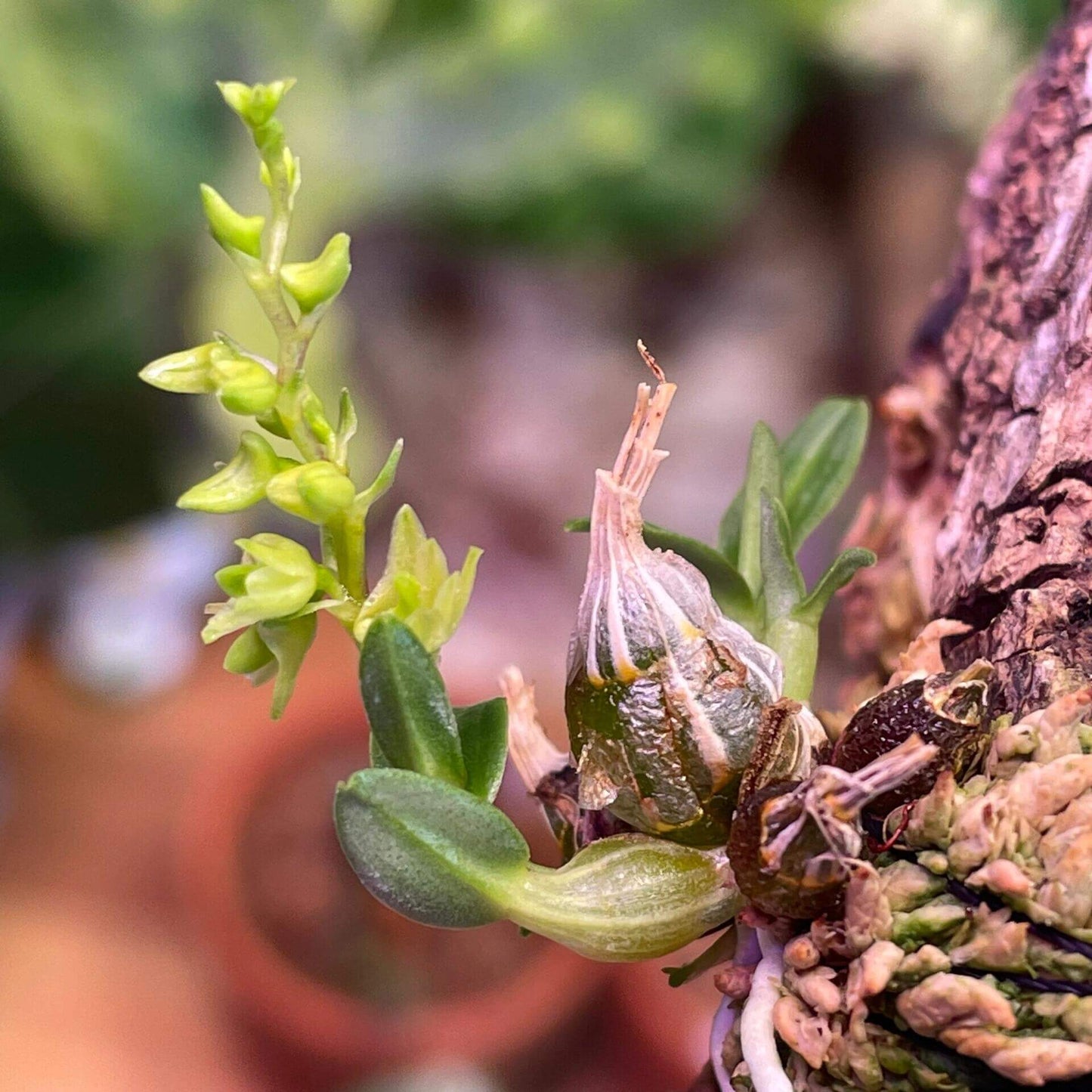 Dendrobium perpaulum is a miniature epiphytic orchid species native to Thailand. It was formally described by Seidenfaden in 1995 and is part of the Dendrobium genus, which encompasses over 1,800 species found across Asia, Australia, and the Pacific Islands.