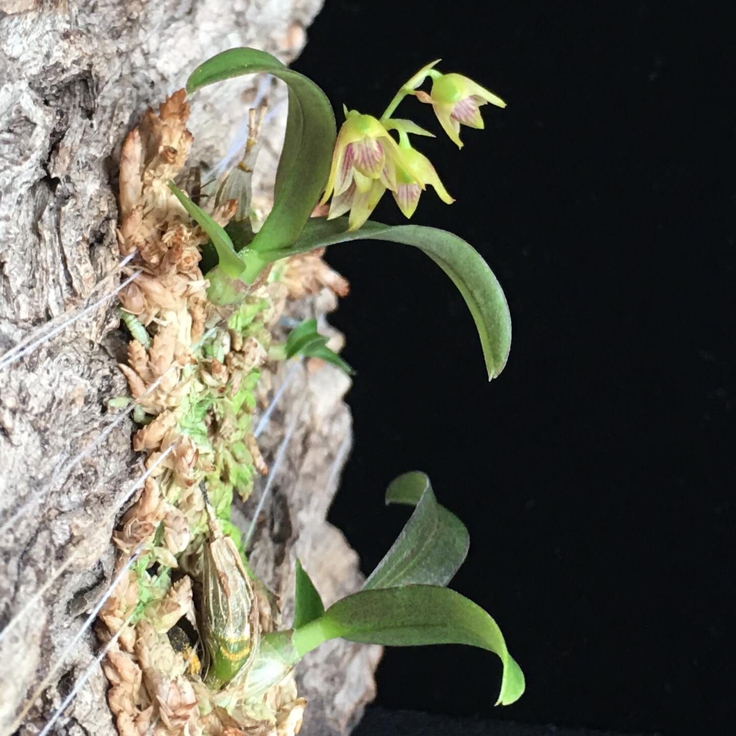 Dendrobium proteranthum is a small, epiphytic orchid species native to Thailand. It thrives at elevations ranging from 200 to 600 meters in tropical forests . This species is characterized by its compact growth habit, featuring globular, closely spaced pseudobulbs. Interestingly, the leaves are absent during the blooming period, which occurs in winter and spring.