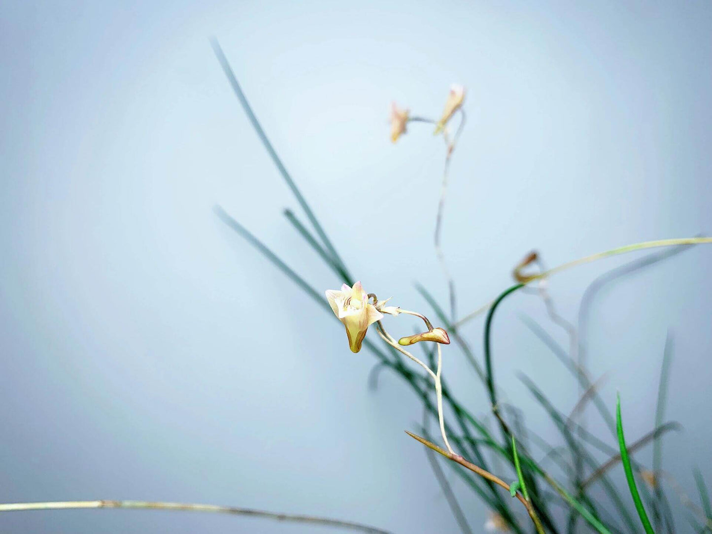Dendrobium pseudotenellum is a rare and elegant epiphytic orchid species native to the montane forests of southern Yunnan, China, and northern Vietnam. It thrives at elevations around 900 meters, typically growing on tree trunks in shaded areas.