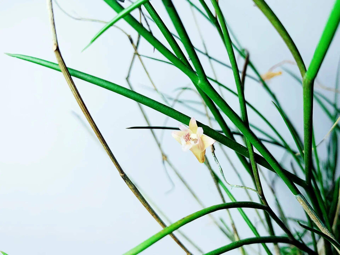Dendrobium pseudotenellum is a rare and elegant epiphytic orchid species native to the montane forests of southern Yunnan, China, and northern Vietnam. It thrives at elevations around 900 meters, typically growing on tree trunks in shaded areas.