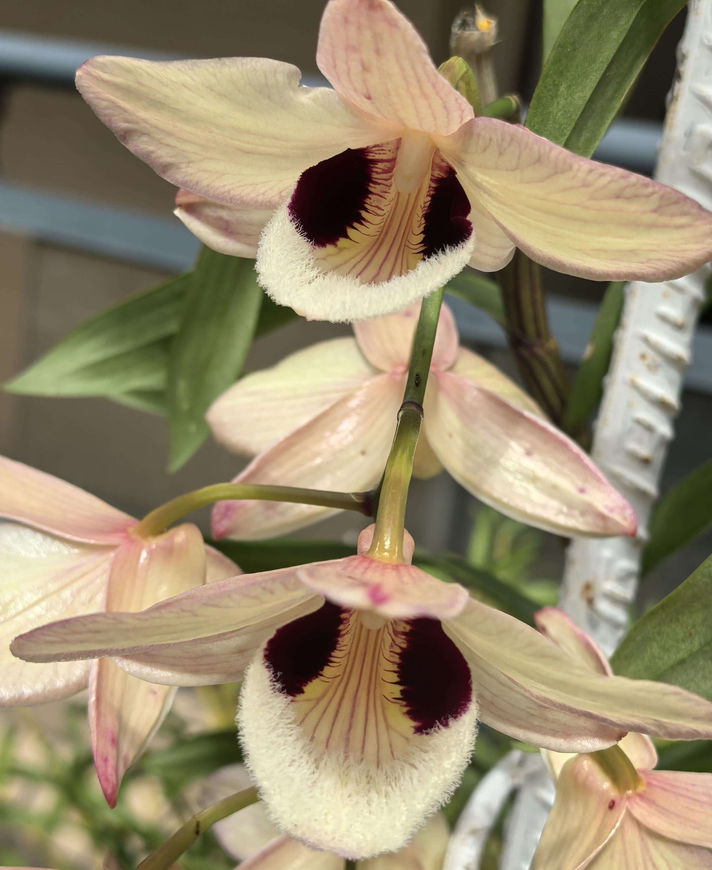 Dendrobium pulchellum is found in deciduous forests across Southeast Asia, including Assam (India), Bangladesh, Nepal, Bhutan, Thailand, Malaysia, Laos, Vietnam, and Yunnan (China). It typically grows at elevations of 70–2200 meters above sea level in open, deciduous forests.