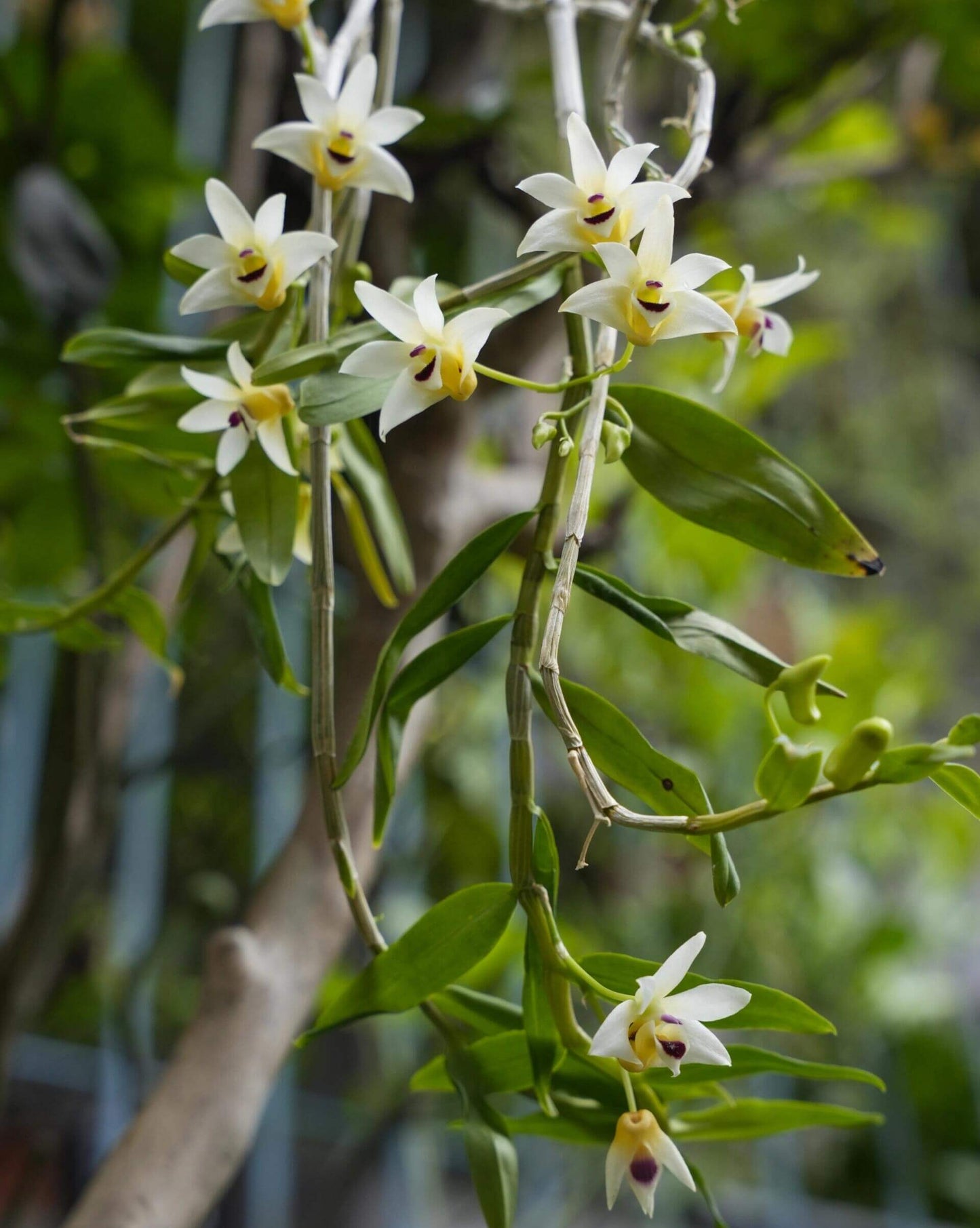 Dendrobium scoriarum, described by W.W. Smith in 1921, is a cool-growing epiphytic or lithophytic orchid native to the subtropical regions of southeastern Yunnan and Guangxi in China, extending into northern Vietnam. It thrives at elevations around 1,200 meters, often found on tree trunks and rocks in sparse woodlands or at the forest edge.
