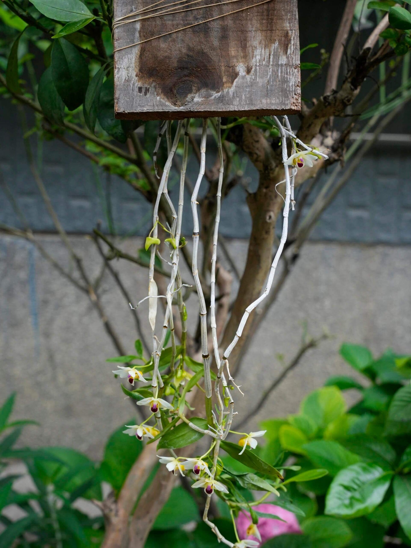 Dendrobium scoriarum, described by W.W. Smith in 1921, is a cool-growing epiphytic or lithophytic orchid native to the subtropical regions of southeastern Yunnan and Guangxi in China, extending into northern Vietnam. It thrives at elevations around 1,200 meters, often found on tree trunks and rocks in sparse woodlands or at the forest edge.