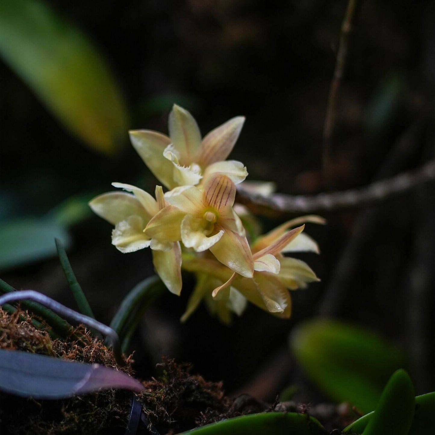 Dendrobium serratilabium is a graceful, medium‑sized epiphytic orchid native to the Philippines (particularly Luzon and Mindanao) . It grows on trees or rocks in lowland tropical forests and produces pendulous, club‑shaped, wrinkled stems up to about 1 m long, adorned with slender, deciduous leaves.