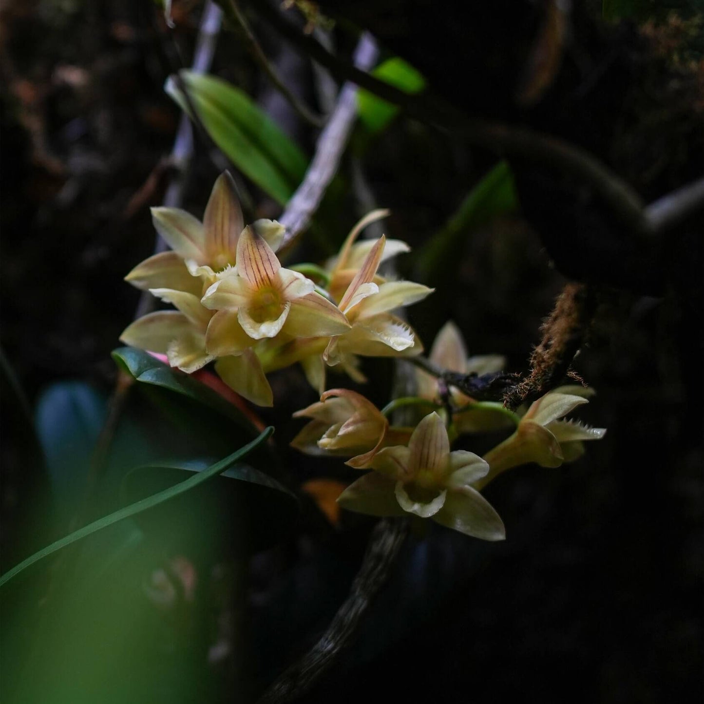 Dendrobium serratilabium is a graceful, medium‑sized epiphytic orchid native to the Philippines (particularly Luzon and Mindanao) . It grows on trees or rocks in lowland tropical forests and produces pendulous, club‑shaped, wrinkled stems up to about 1 m long, adorned with slender, deciduous leaves.