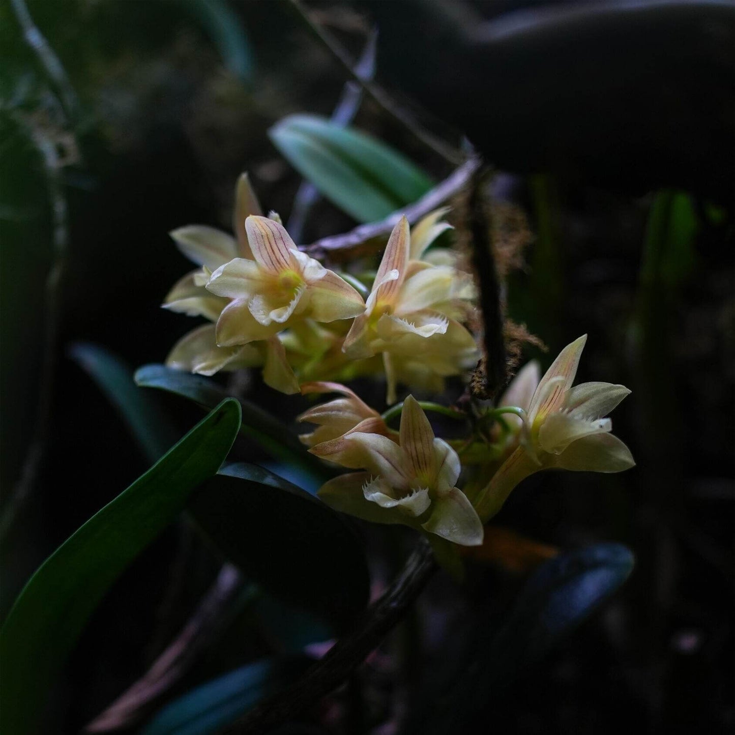 Dendrobium serratilabium is a graceful, medium‑sized epiphytic orchid native to the Philippines (particularly Luzon and Mindanao) . It grows on trees or rocks in lowland tropical forests and produces pendulous, club‑shaped, wrinkled stems up to about 1 m long, adorned with slender, deciduous leaves.