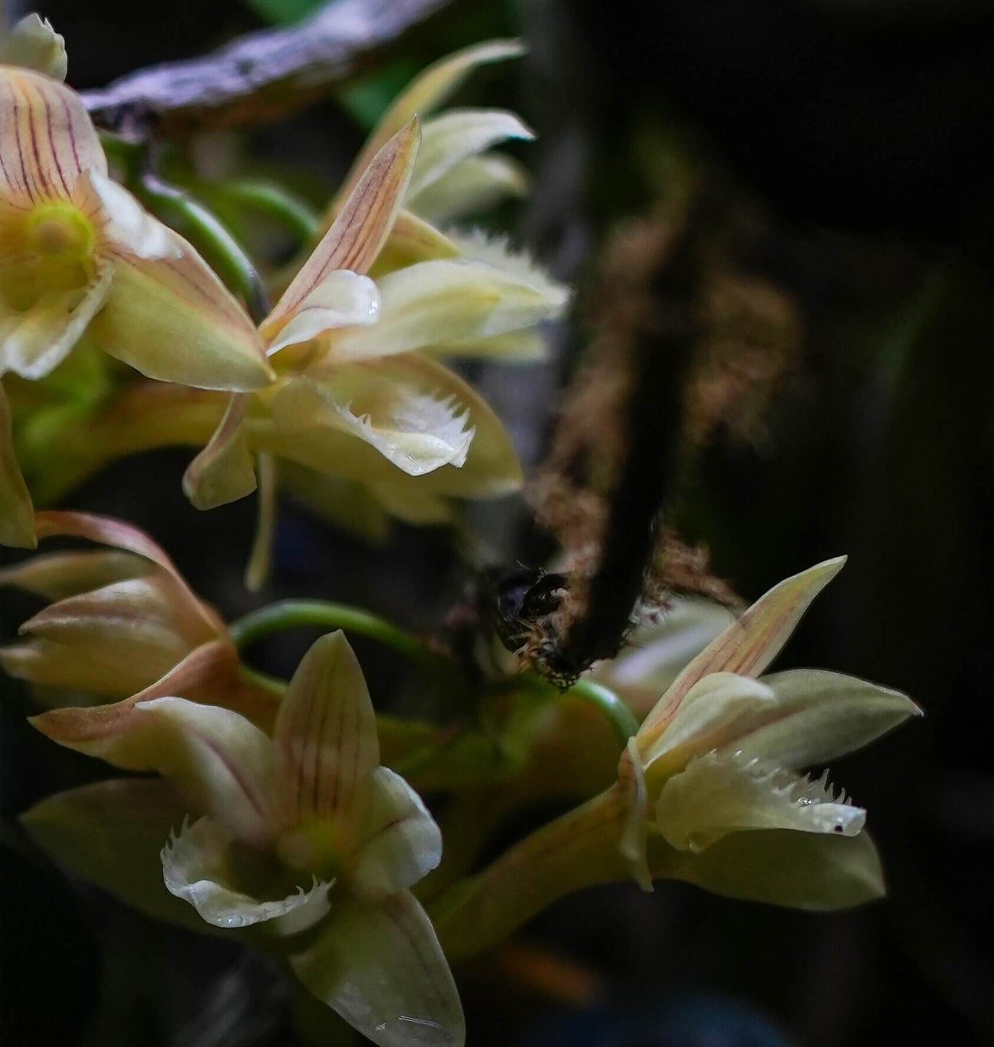 Dendrobium serratilabium is a graceful, medium‑sized epiphytic orchid native to the Philippines (particularly Luzon and Mindanao) . It grows on trees or rocks in lowland tropical forests and produces pendulous, club‑shaped, wrinkled stems up to about 1 m long, adorned with slender, deciduous leaves.