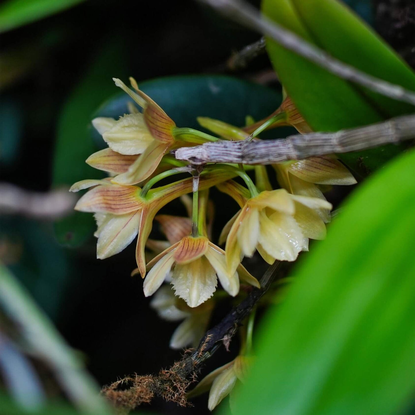 Dendrobium serratilabium is a graceful, medium‑sized epiphytic orchid native to the Philippines (particularly Luzon and Mindanao) . It grows on trees or rocks in lowland tropical forests and produces pendulous, club‑shaped, wrinkled stems up to about 1 m long, adorned with slender, deciduous leaves.