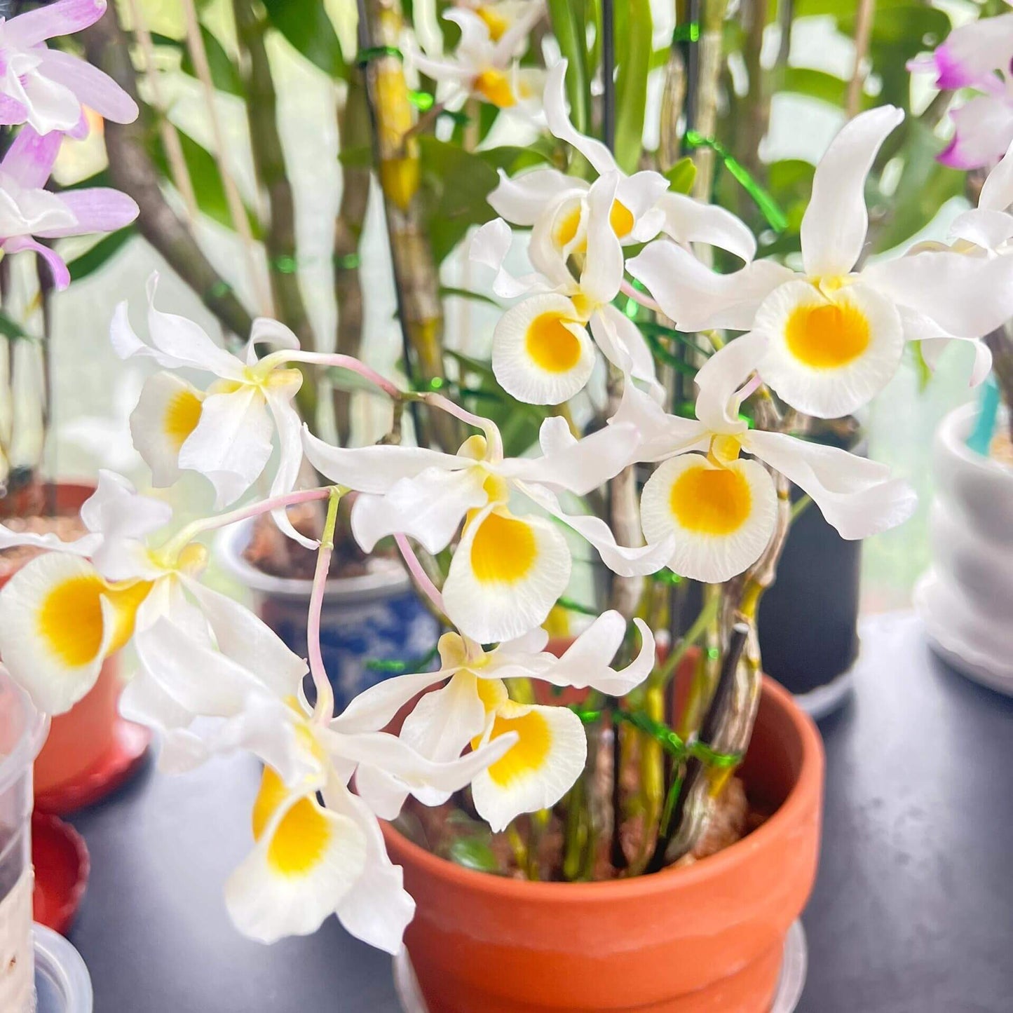 Dendrobium signatum is a medium-sized epiphytic orchid native to Southeast Asia, including Myanmar, Thailand, Laos, and Vietnam. It thrives at elevations ranging from 200 to 1,500 meters above sea level, typically growing on tree trunks in forests.