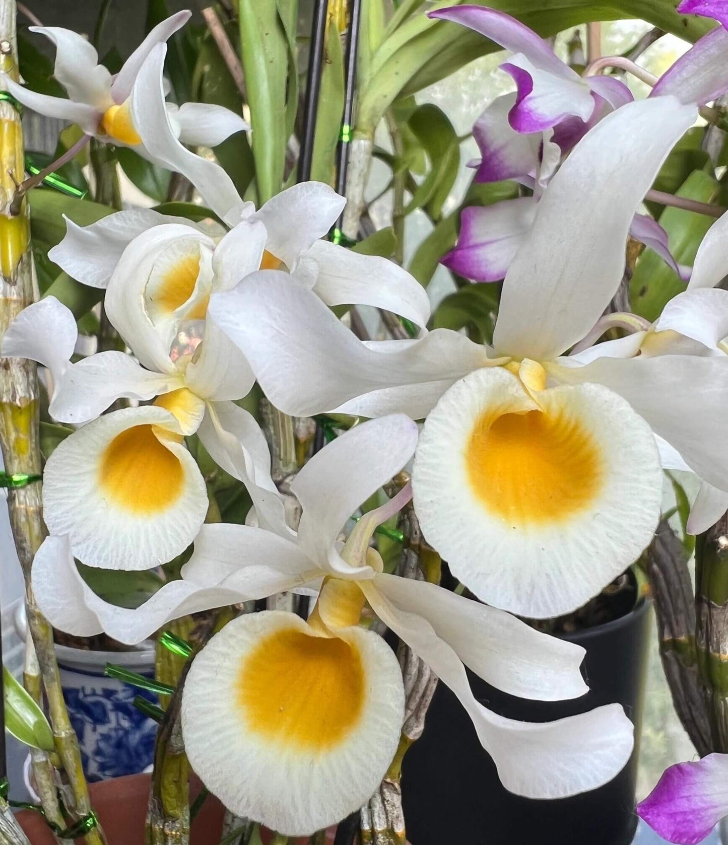 Dendrobium signatum is a medium-sized epiphytic orchid native to Southeast Asia, including Myanmar, Thailand, Laos, and Vietnam. It thrives at elevations ranging from 200 to 1,500 meters above sea level, typically growing on tree trunks in forests.