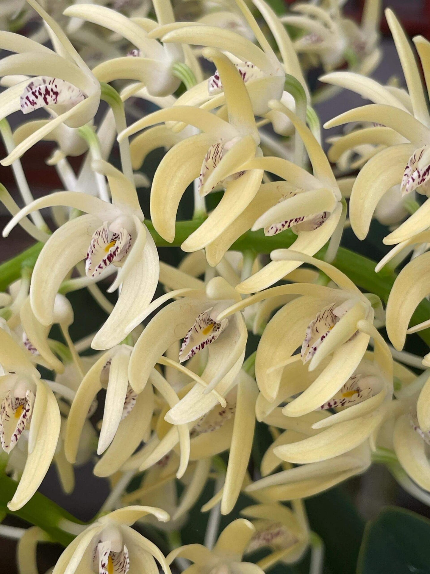 Dendrobium speciosum is a highly variable orchid native to eastern Australia, thriving both as an epiphyte (on tree trunks or branches) and as a lithophyte (on rocks and cliff faces). It grows across a broad range—from New South Wales and Queensland down to Victoria—at elevations from sea level up to around 900 m. In the wild, it often forms large colonies, anchoring with sprawling roots exposed to full sun.
