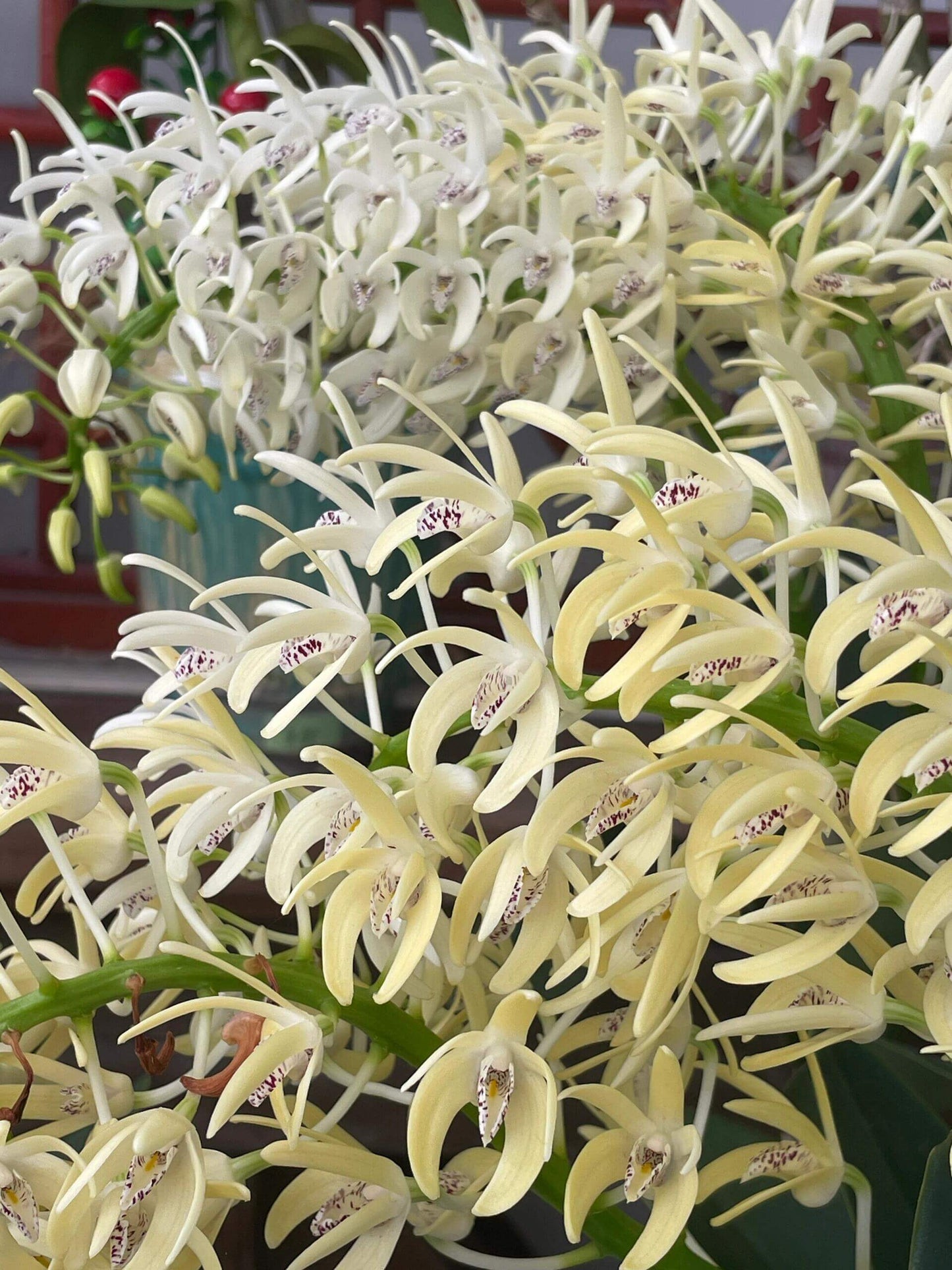 Dendrobium speciosum is a highly variable orchid native to eastern Australia, thriving both as an epiphyte (on tree trunks or branches) and as a lithophyte (on rocks and cliff faces). It grows across a broad range—from New South Wales and Queensland down to Victoria—at elevations from sea level up to around 900 m. In the wild, it often forms large colonies, anchoring with sprawling roots exposed to full sun.