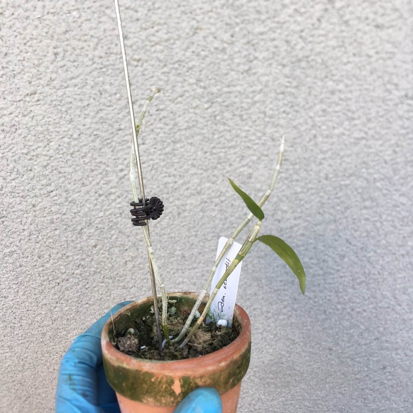 Dendrobium stuartii is a captivating epiphytic orchid species native to tropical regions of Southeast Asia, including Thailand, Malaysia, Vietnam, Java, Sumatra, Bali, Borneo, and Queensland, Australia. It thrives in riverine forests at elevations of 100 to 300 meters, often growing on orchard trees in open lowlands.