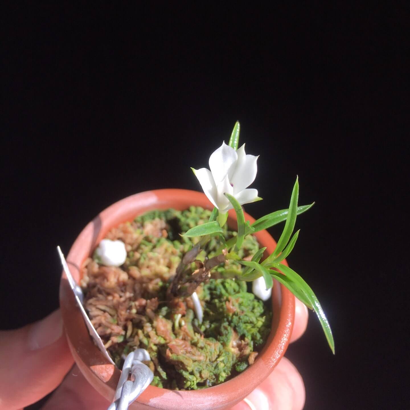 Dendrobium subuliferum is a miniature orchid species native to New Guinea. This species thrives as an epiphyte in primary and secondary forests at elevations ranging from 300 to 2,000 meters. It is characterized by its compact size, with plants reaching up to 3 cm in height, and its distinctive white flowers with a purple-tinged lip.
