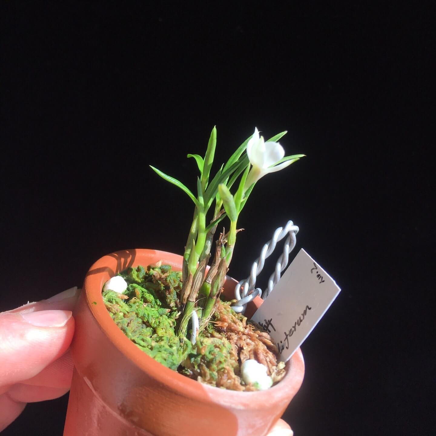 Dendrobium subuliferum is a miniature orchid species native to New Guinea. This species thrives as an epiphyte in primary and secondary forests at elevations ranging from 300 to 2,000 meters. It is characterized by its compact size, with plants reaching up to 3 cm in height, and its distinctive white flowers with a purple-tinged lip.