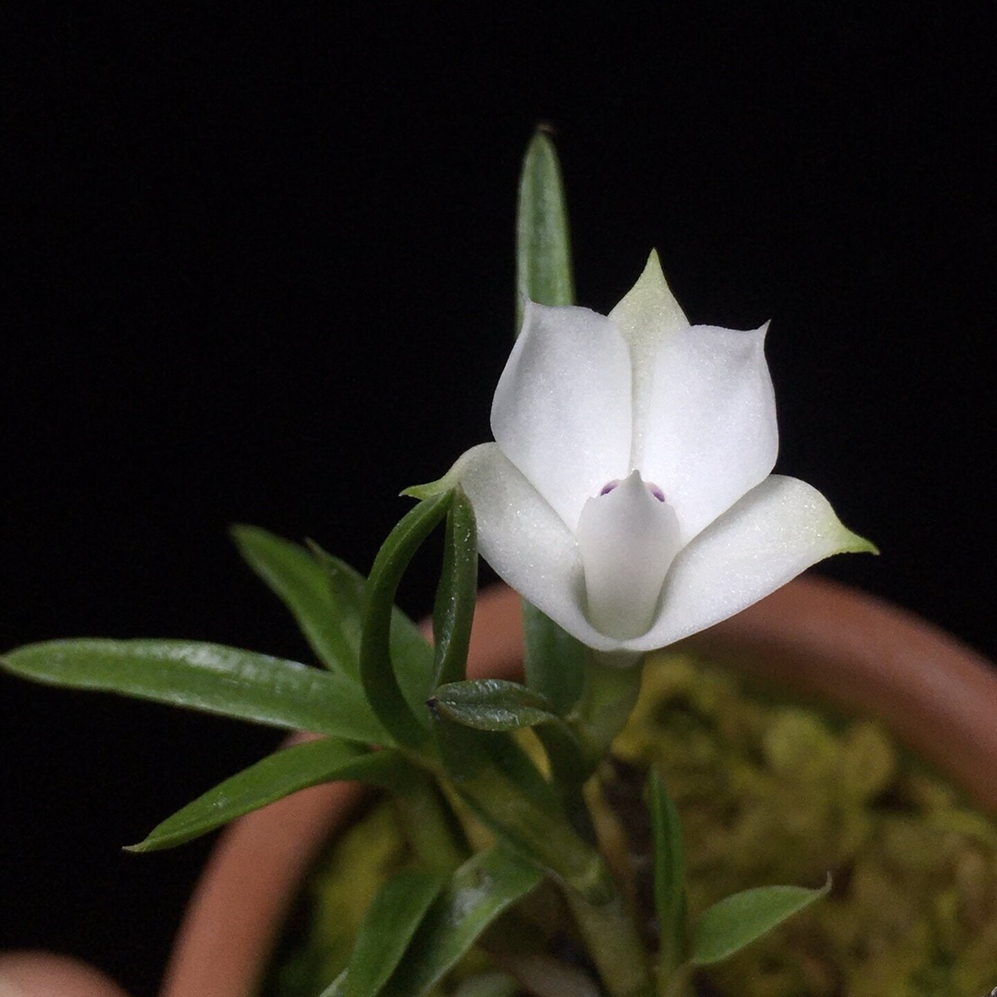 Dendrobium subuliferum is a miniature orchid species native to New Guinea. This species thrives as an epiphyte in primary and secondary forests at elevations ranging from 300 to 2,000 meters. It is characterized by its compact size, with plants reaching up to 3 cm in height, and its distinctive white flowers with a purple-tinged lip.