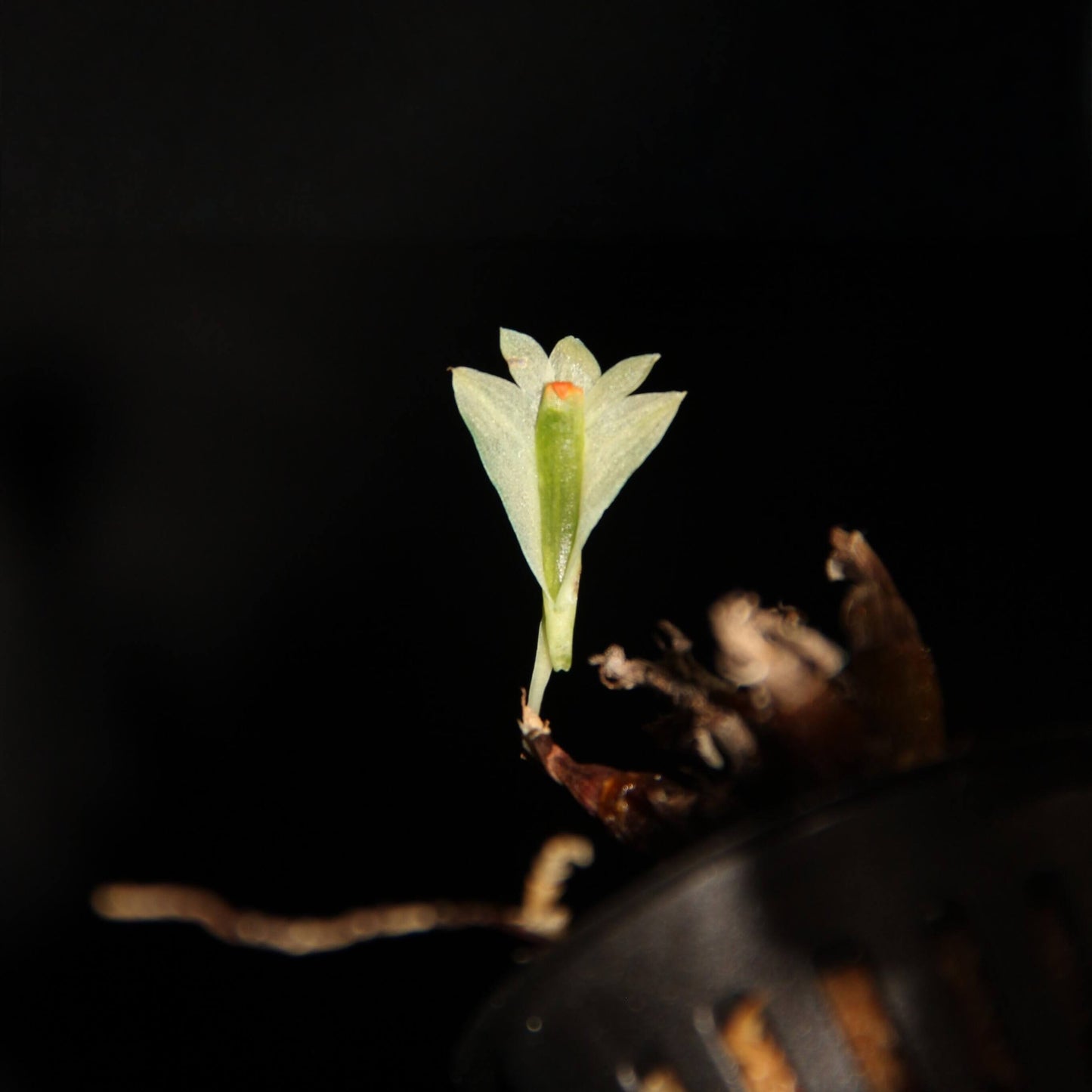 Dendrobium sulphureum is a captivating miniature orchid species native to the cloud forests of New Guinea. Belonging to the Dendrobium genus and the Oxyglossum section, it is renowned for its striking, large flowers relative to its compact size.