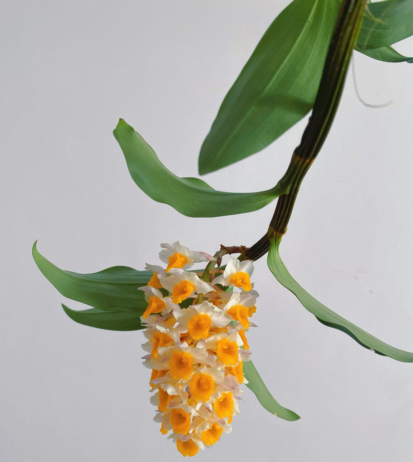 Dendrobium thyrsiflorum is a striking orchid native to the Himalayan region and northern Indochina, including areas like Bhutan, Assam, Yunnan, Myanmar, Thailand, Laos, and Vietnam. It thrives at elevations between 1,100 and 2,000 meters above sea level.