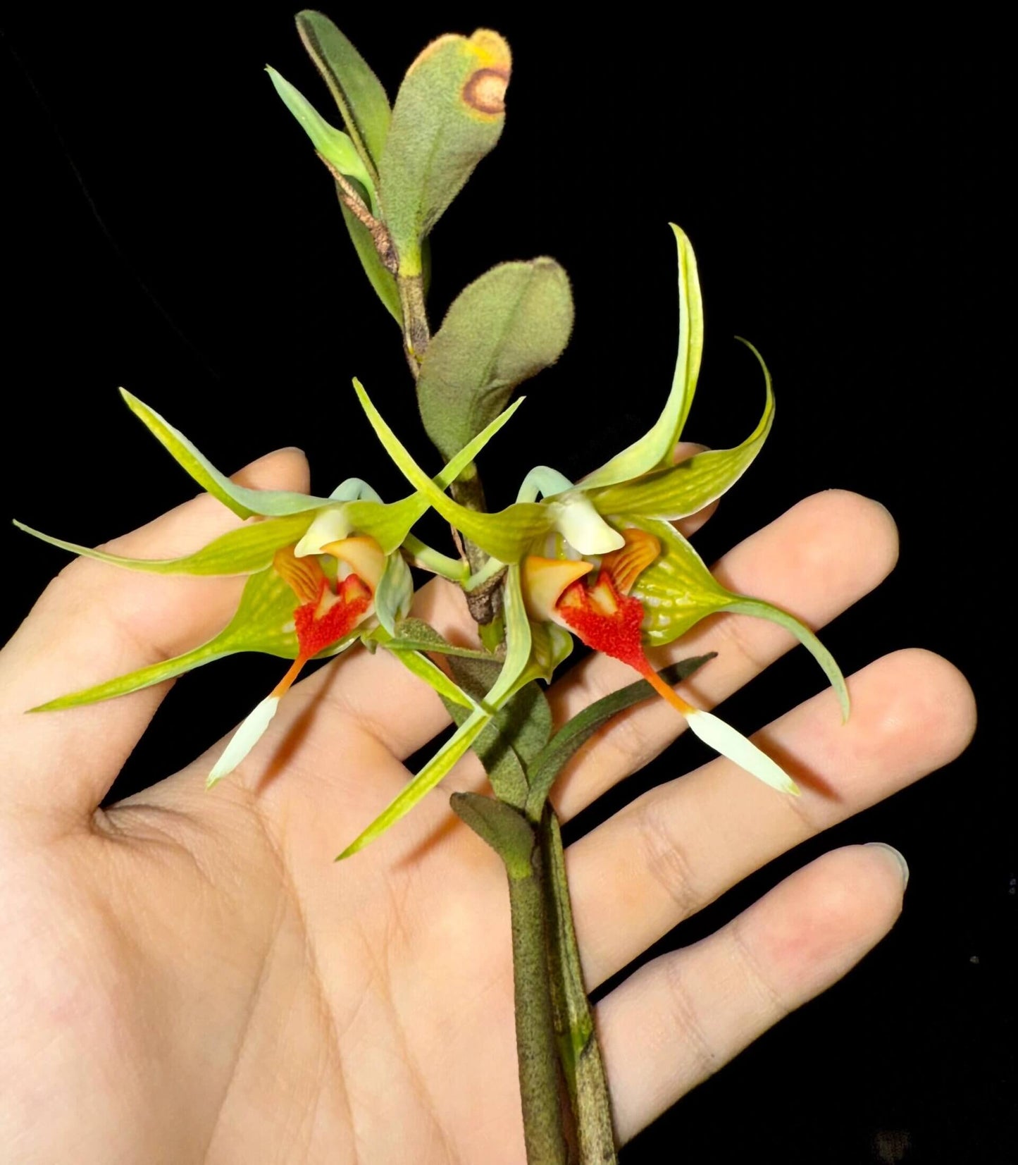 Dendrobium tobaense is a petite epiphytic orchid native to northern Sumatra—particularly around Lake Toba—thriving in montane pine and fir forests at elevations ranging from about 1,000 to 1,500 m. The plant grows sympodially, with cylindrical pseudobulbs reaching 24–30 cm tall and bearing 8–9 oblong-elliptic leaves (3–8 cm long), smooth above and covered with fine black hairs beneath—including on the leaf sheaths.