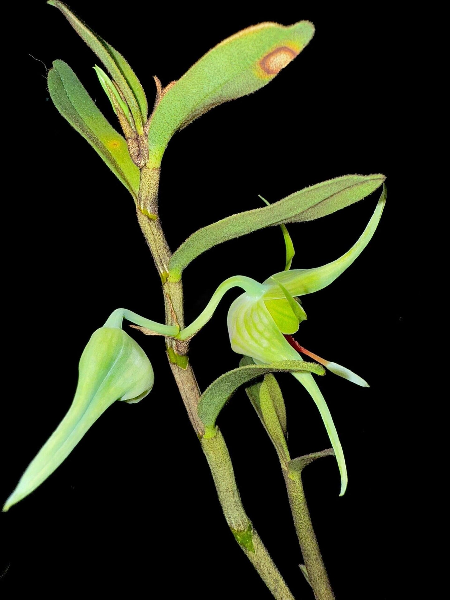 Dendrobium tobaense is a petite epiphytic orchid native to northern Sumatra—particularly around Lake Toba—thriving in montane pine and fir forests at elevations ranging from about 1,000 to 1,500 m. The plant grows sympodially, with cylindrical pseudobulbs reaching 24–30 cm tall and bearing 8–9 oblong-elliptic leaves (3–8 cm long), smooth above and covered with fine black hairs beneath—including on the leaf sheaths.