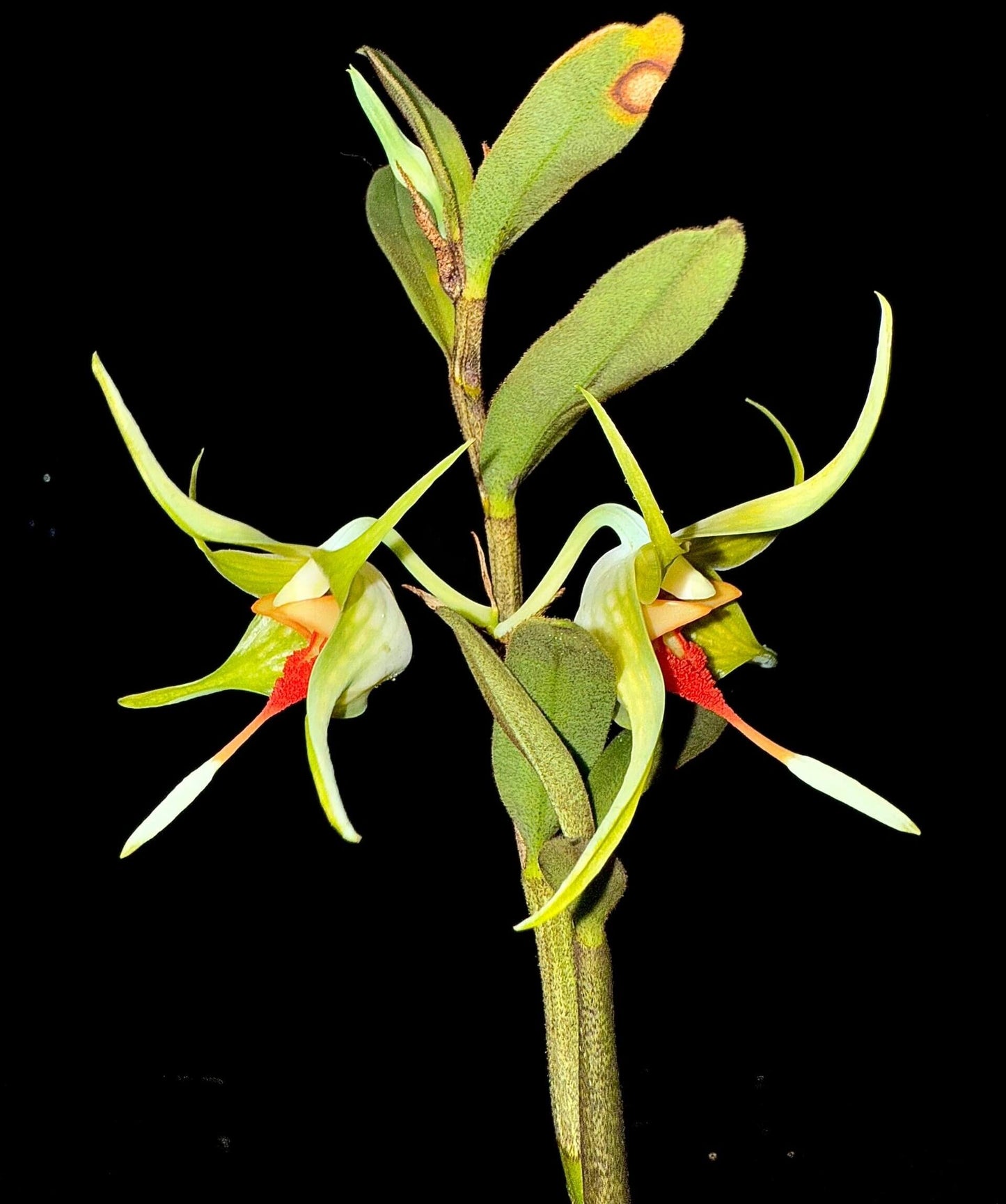 Dendrobium tobaense is a petite epiphytic orchid native to northern Sumatra—particularly around Lake Toba—thriving in montane pine and fir forests at elevations ranging from about 1,000 to 1,500 m. The plant grows sympodially, with cylindrical pseudobulbs reaching 24–30 cm tall and bearing 8–9 oblong-elliptic leaves (3–8 cm long), smooth above and covered with fine black hairs beneath—including on the leaf sheaths.
