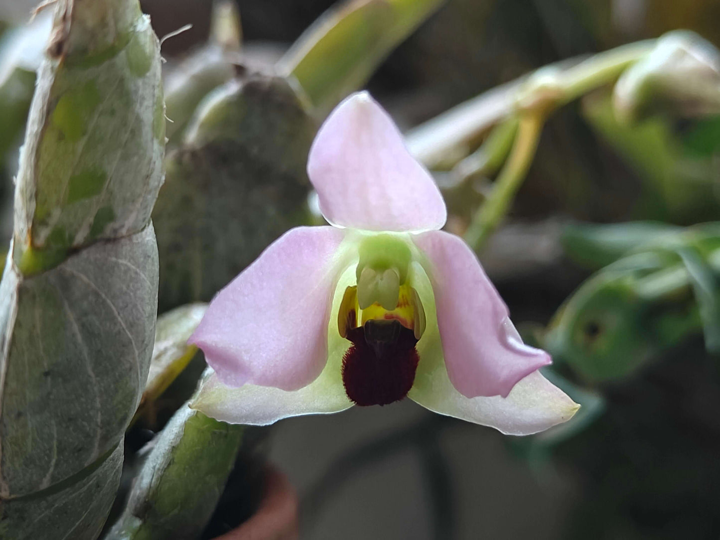 Dendrobium trantuanii was described by Perner & X.N.Dang in 2003 and is an accepted species in the genus Dendrobium. This miniature epiphytic orchid is native to seasonal, drier forests in northwestern Vietnam and possibly NE Laos, at elevations between 800 and 1,000 meters.