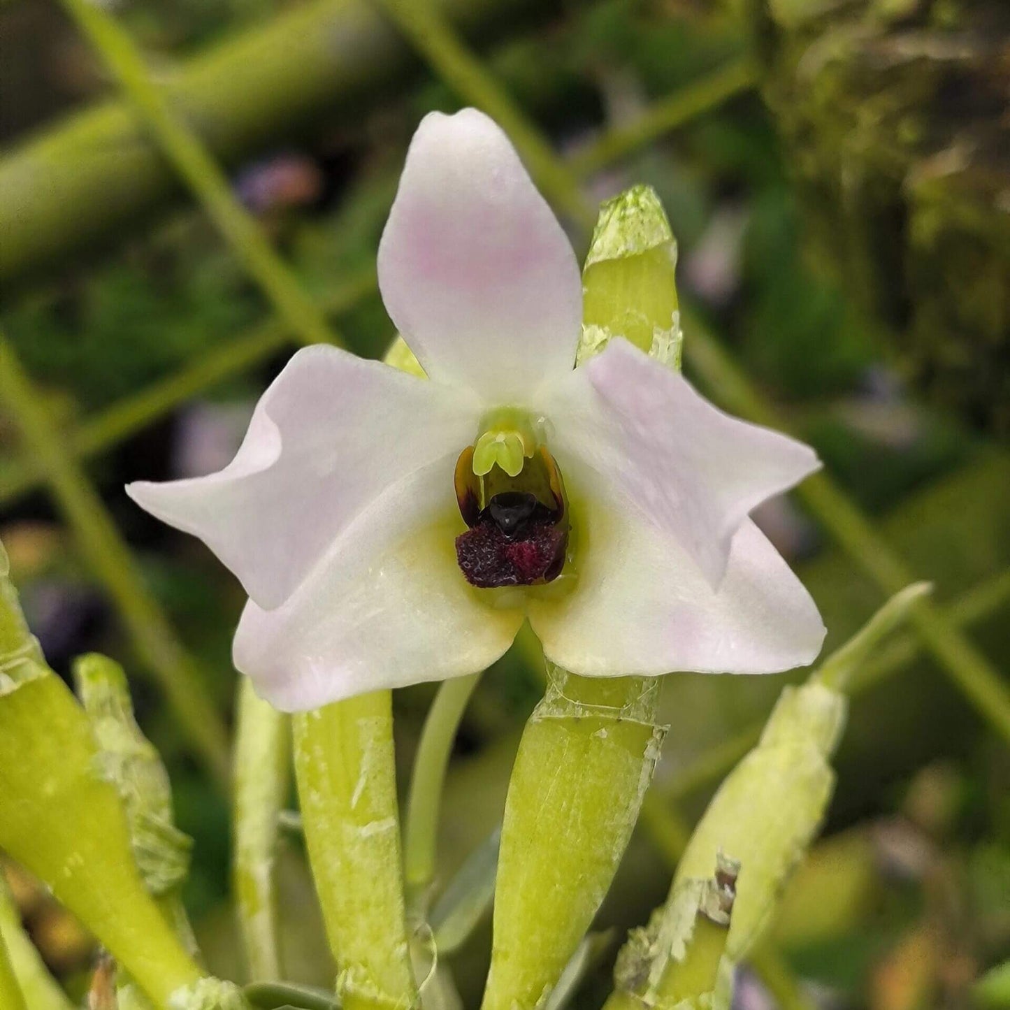 Dendrobium trantuanii was described by Perner & X.N.Dang in 2003 and is an accepted species in the genus Dendrobium. This miniature epiphytic orchid is native to seasonal, drier forests in northwestern Vietnam and possibly NE Laos, at elevations between 800 and 1,000 meters.