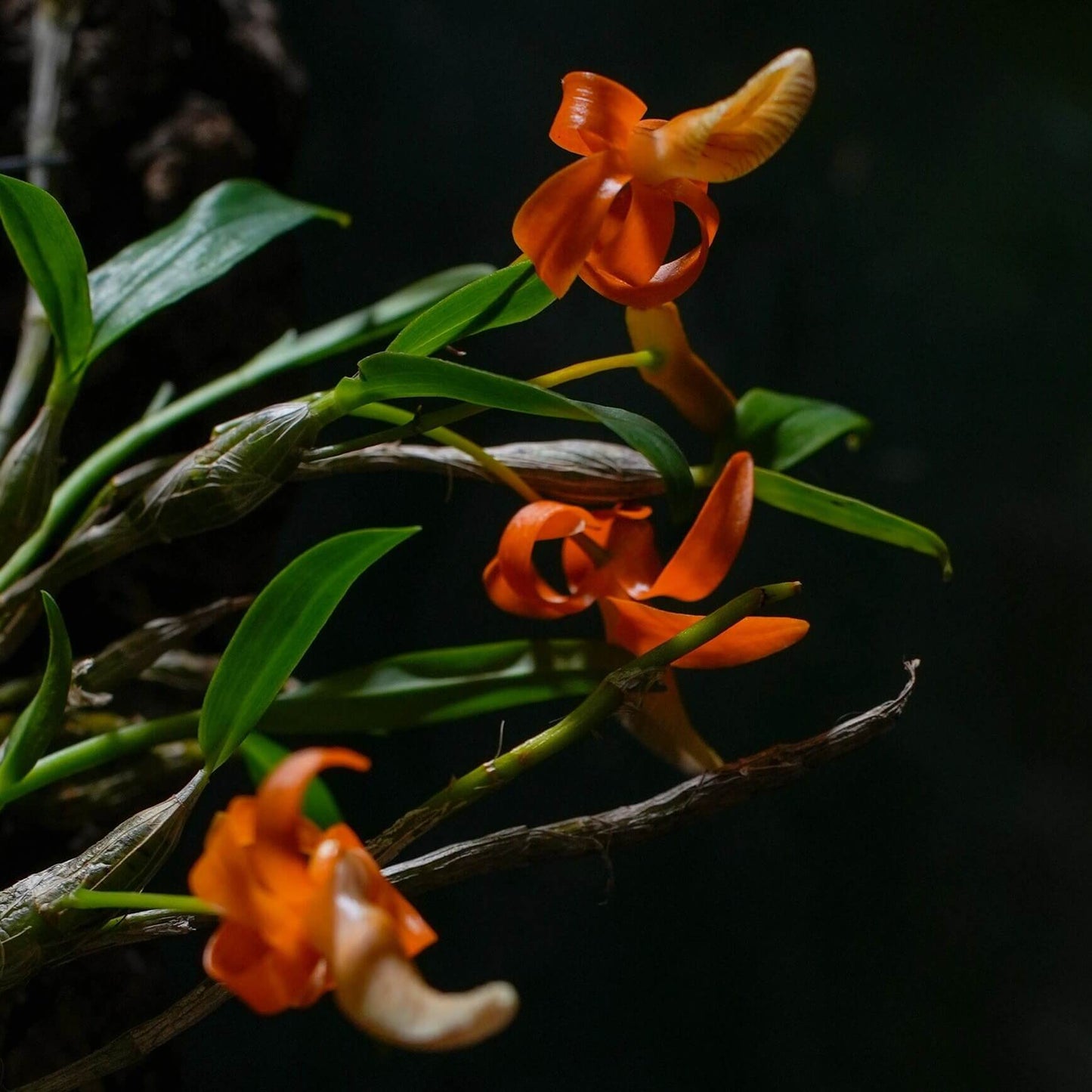 Dendrobium unicum is a captivating miniature orchid species native to Southeast Asia, particularly found in northern Thailand, Laos, and Vietnam. This species is celebrated for its striking orange flowers and distinctive growth habits.