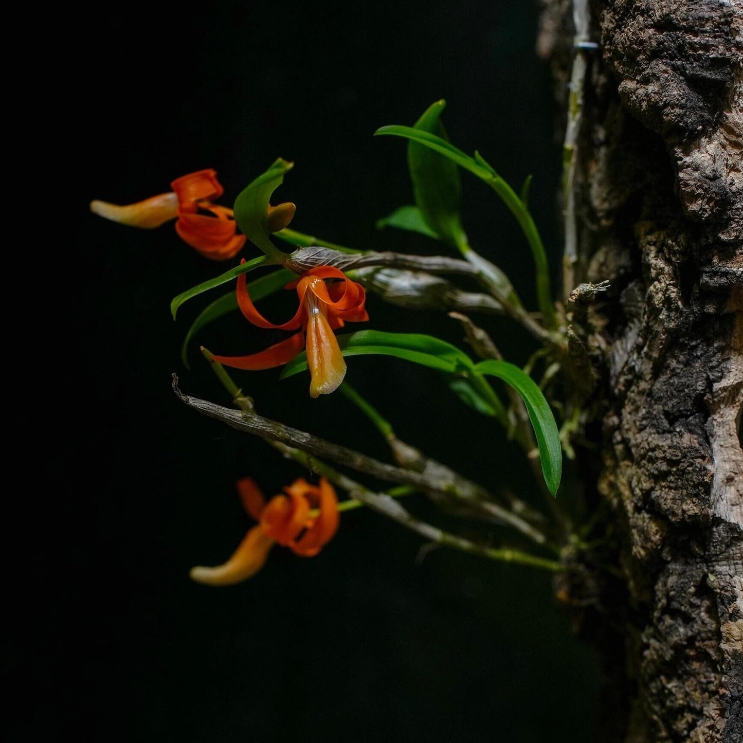 Dendrobium unicum is a captivating miniature orchid species native to Southeast Asia, particularly found in northern Thailand, Laos, and Vietnam. This species is celebrated for its striking orange flowers and distinctive growth habits.