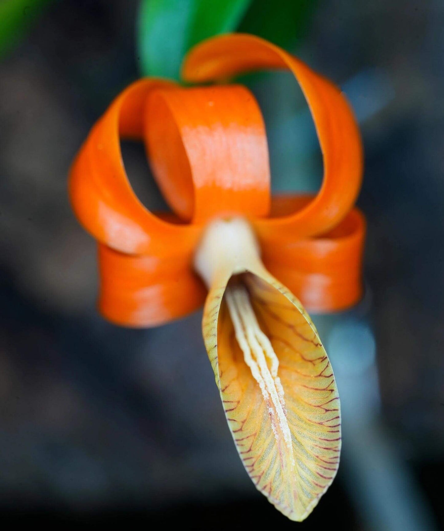 Dendrobium unicum is a captivating miniature orchid species native to Southeast Asia, particularly found in northern Thailand, Laos, and Vietnam. This species is celebrated for its striking orange flowers and distinctive growth habits.