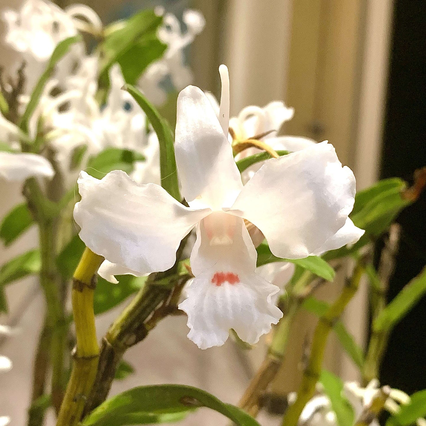 Dendrobium virgineum is native to moist cloud forests of Myanmar, eastern Thailand, Laos, Cambodia, and Vietnam, where it typically thrives at elevations below 1,600 meters.