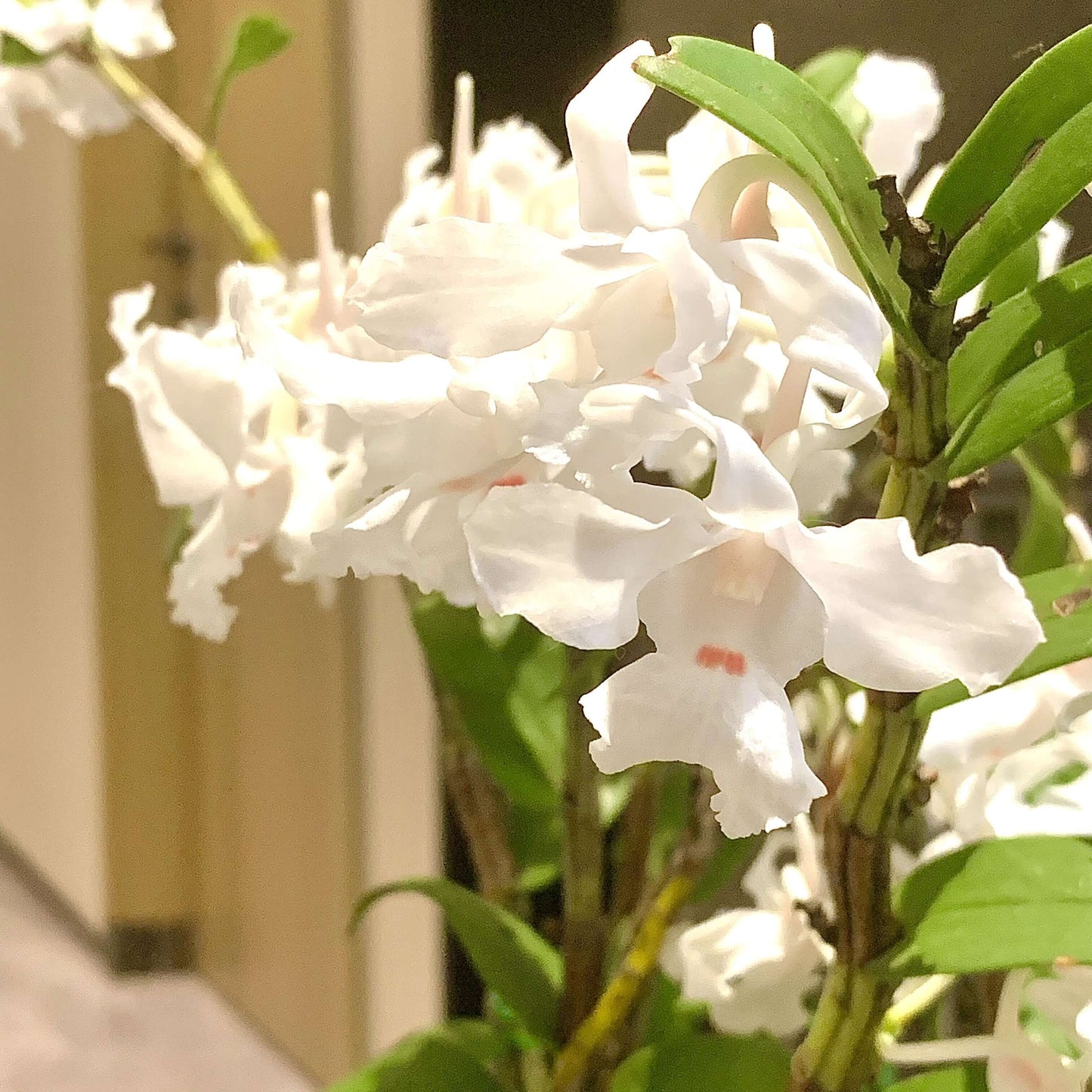Dendrobium virgineum is native to moist cloud forests of Myanmar, eastern Thailand, Laos, Cambodia, and Vietnam, where it typically thrives at elevations below 1,600 meters.