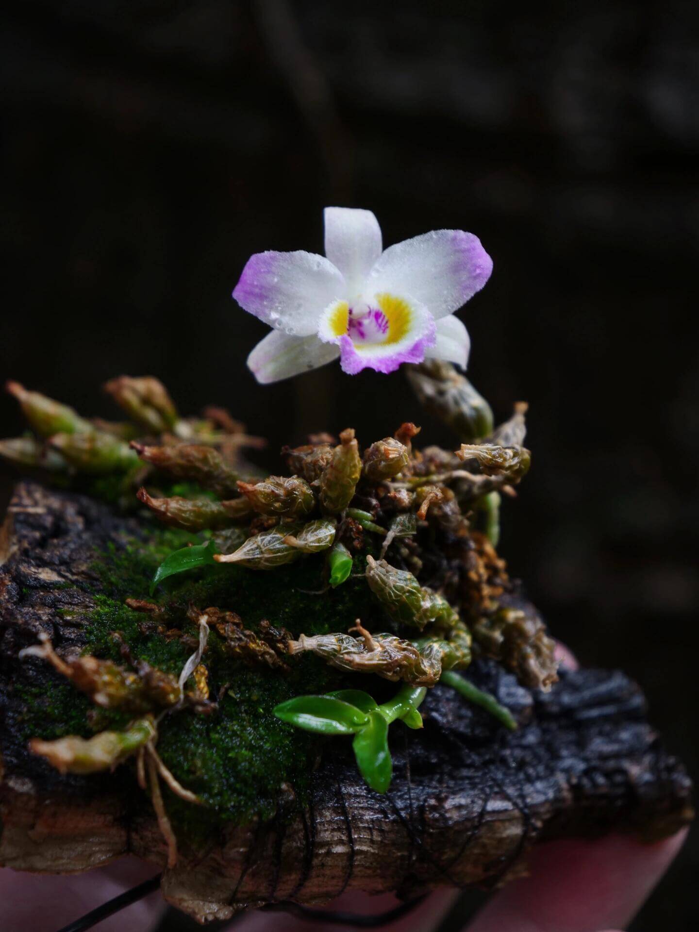 Dendrobium wangliangii is a rare and delicate orchid species native to the temperate regions of northern Yunnan Province, China. This species is notable for its compact size and cold-growing nature, thriving at elevations between 1,000 and 2,200 meters in deciduous mixed and evergreen forests, often found on Quercus trees.