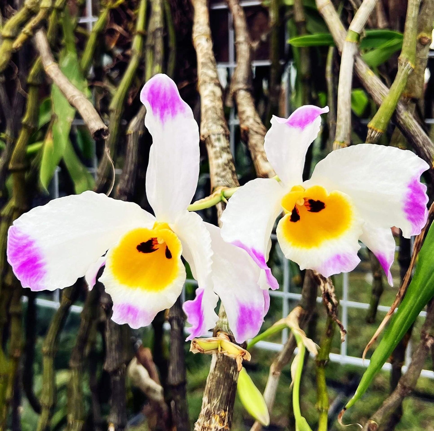 Dendrobium wardianum is distributed across the Eastern Himalayas, including Assam, Yunnan (China), Myanmar, Thailand, Vietnam, Nepal, Bangladesh, and Laos. It typically grows as an epiphyte—and occasionally as a lithophyte—in broadleaf evergreen montane forests at elevations of 1,000–2,000 meters.