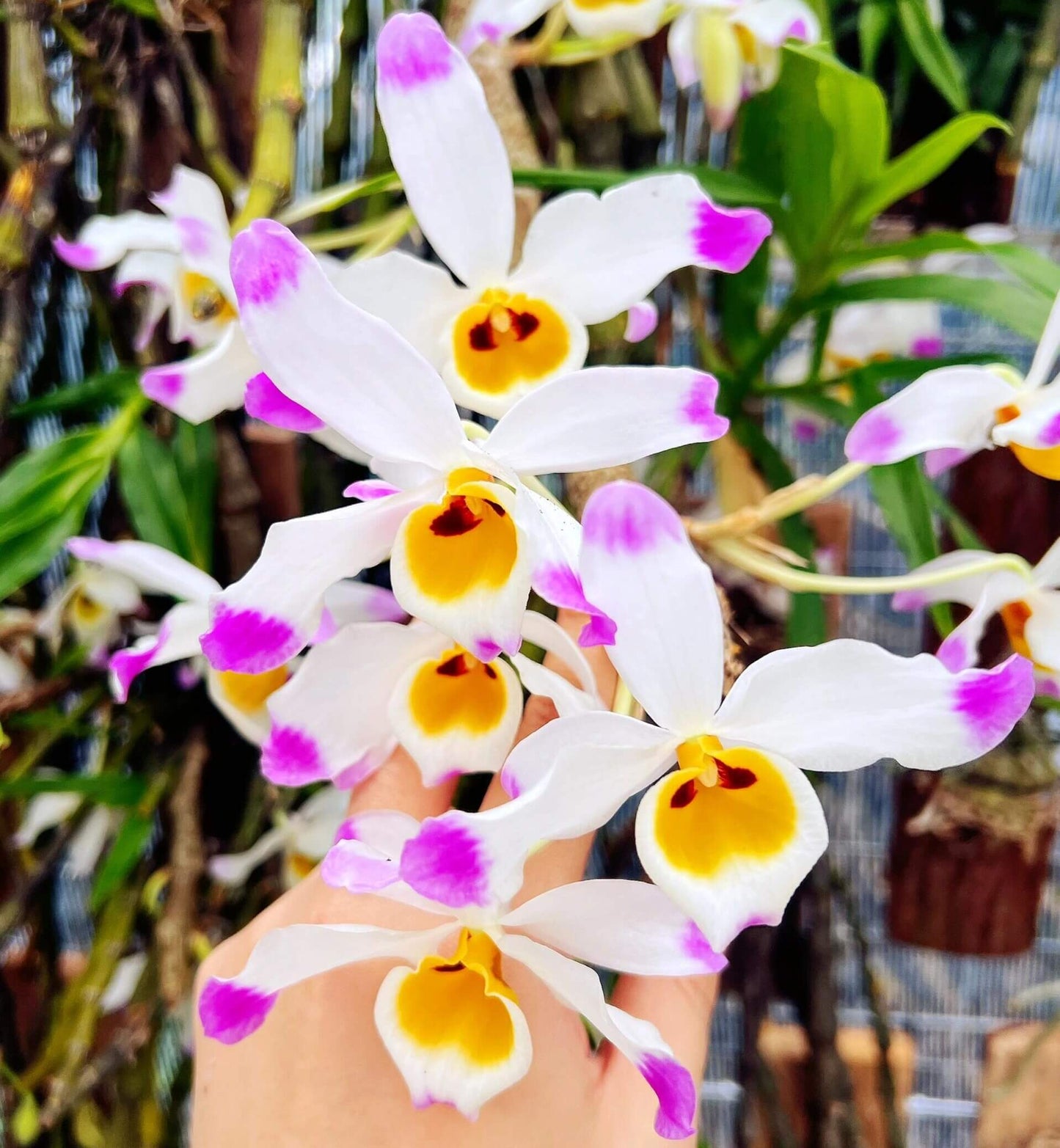 Dendrobium wardianum is distributed across the Eastern Himalayas, including Assam, Yunnan (China), Myanmar, Thailand, Vietnam, Nepal, Bangladesh, and Laos. It typically grows as an epiphyte—and occasionally as a lithophyte—in broadleaf evergreen montane forests at elevations of 1,000–2,000 meters.